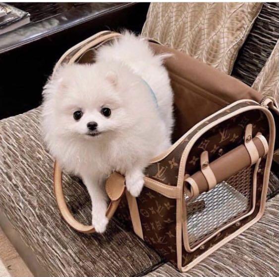 LV Luxury Pomeranian Dog Car Seat