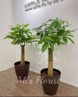 （分類：）位於 。 由 mikeegarden 提交（商品編號 1122290483，圖片 1）。簡介： 。