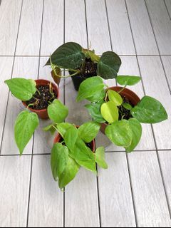 （分類：）位於 。 由 cw.wu 提交（商品編號 1122200579，圖片 1）。簡介： 。