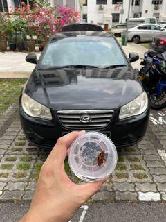 Car Interior Fumigation On Site Service