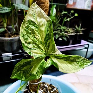 (Category: ) located in . Submitted by botanico_ (Listing ID 1122276526, Image 1). Description: .