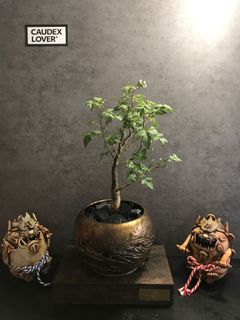 （分類：）位於 。 由 alternative_plant 提交（商品編號 1110222434，圖片 1）。簡介： 。