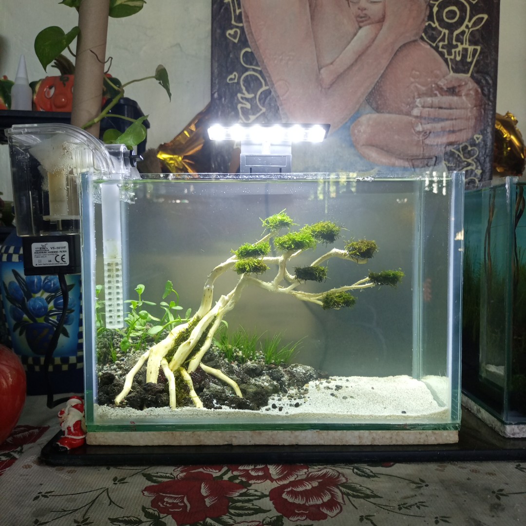 Aquascape, Pet Supplies, Homes  Other Pet Accessories on Carousell