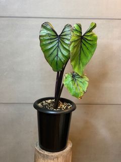 （分類：）位於 。 由 lostinaroid 提交（商品編號 1122468197，圖片 1）。簡介： 。