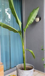 Heliconia including pot