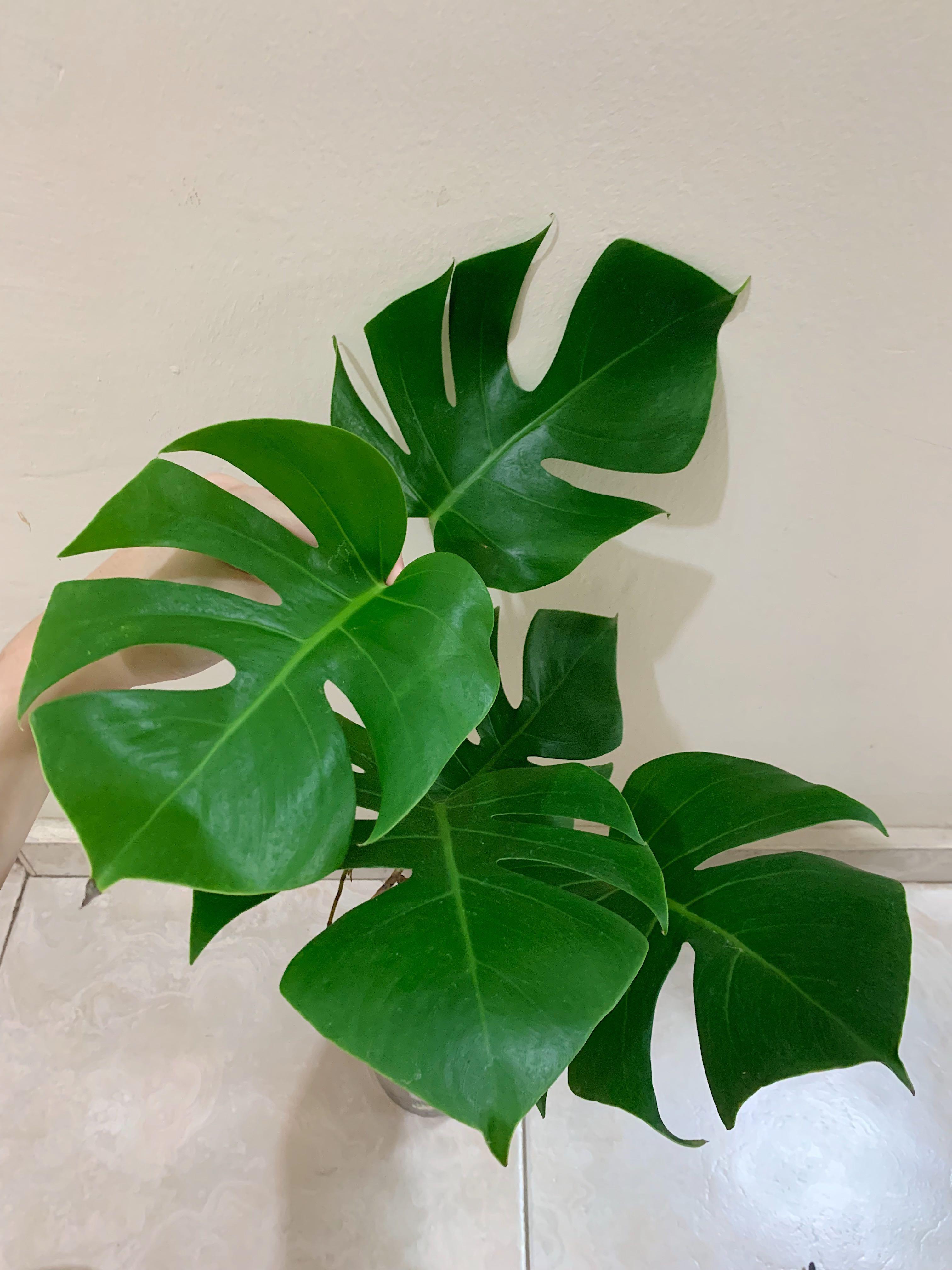 monstera-deliciosa-brazilian-form-brazil-furniture-home-living