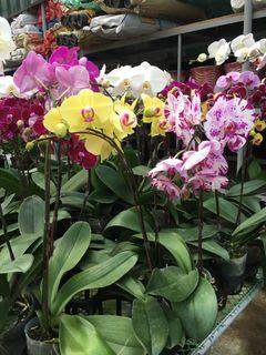 phalaenopsis orchids for sale