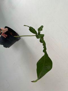 Philodendron joepii rooted node