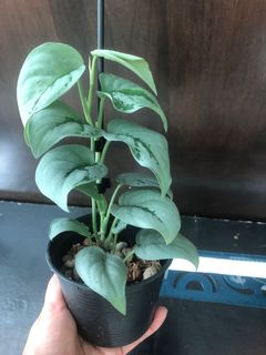 (Category: ) located in . Submitted by plant.etc (Listing ID 1122364914, Image 1). Description: .