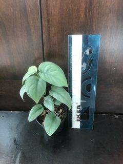 (Category: ) located in . Submitted by plant.etc (Listing ID 1122365859, Image 1). Description: .