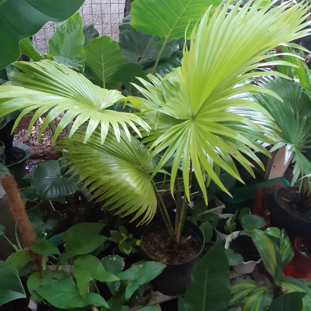 Anahaw neon colored leaf, Furniture & Home Living, Gardening, Plants ...