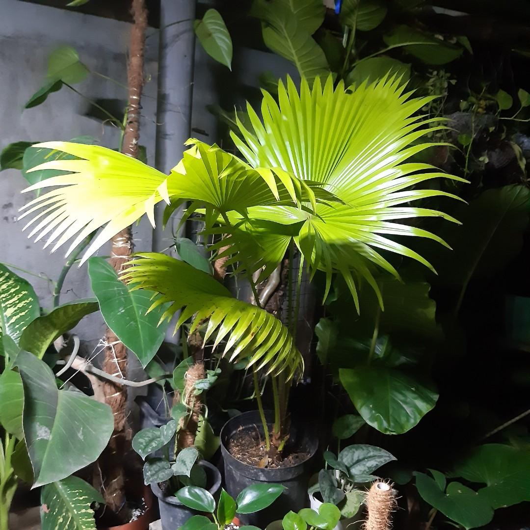 Anahaw neon colored leaf, Furniture & Home Living, Gardening, Plants ...