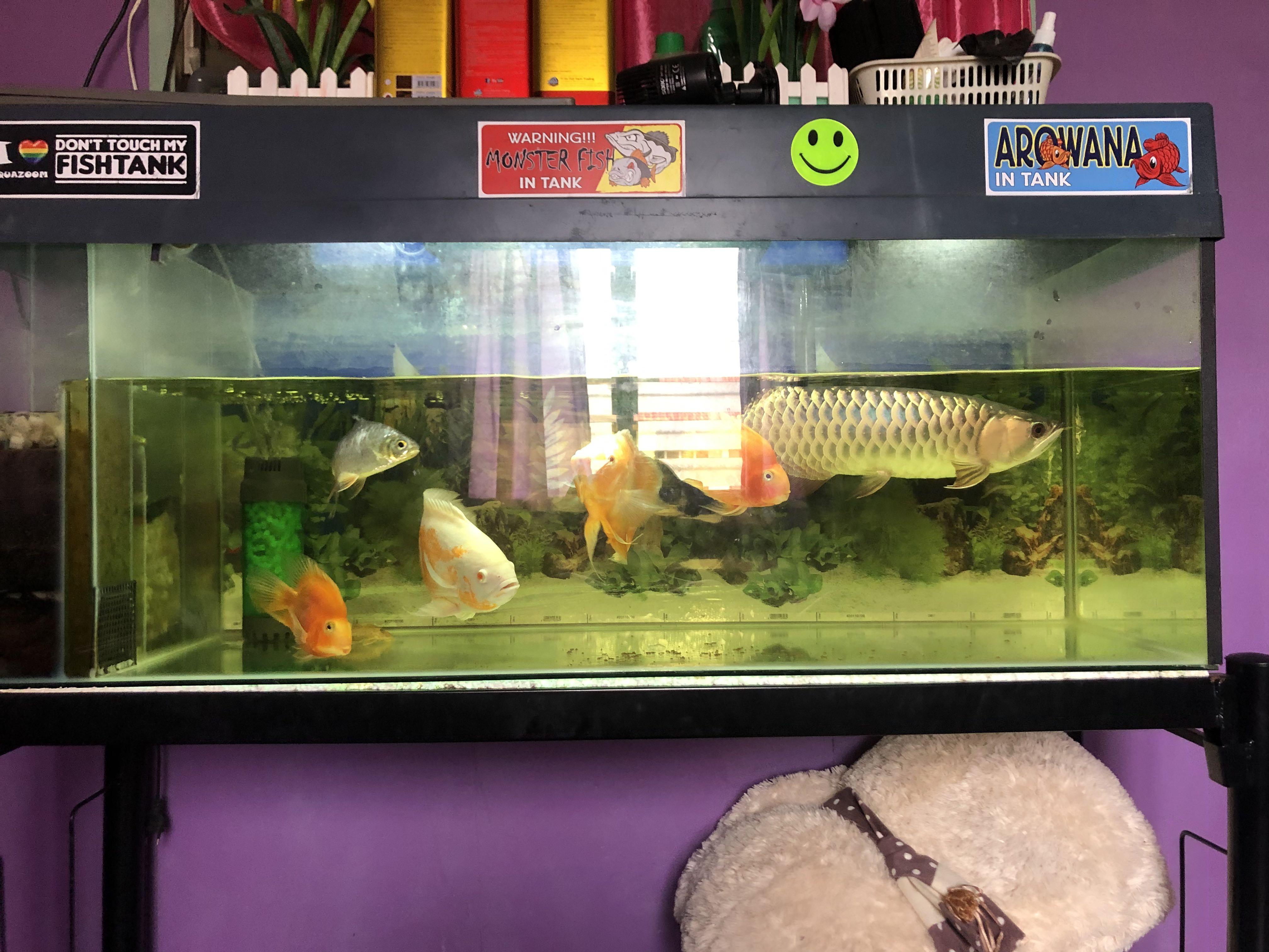 Aquarium 4 1 8 1 8 Skli Ikan Pet Supplies Pet Accessories On Carousell