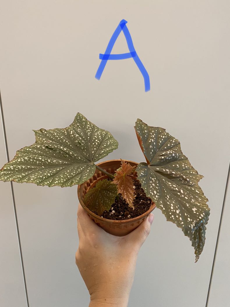 Begonia Batwing Furniture Home Living Gardening Plants Seeds On Carousell