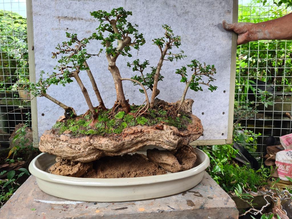 Bonsai (Category: Plants & Seeds) located in Pasig City. Submitted by mimperial29 (Listing ID 1117282246, Image 3). Description: Forest Bonsai over limestone and glazed penjing pot Type of tree- argao taiwan Glazed ceramic pot Pm me for faster transaction.