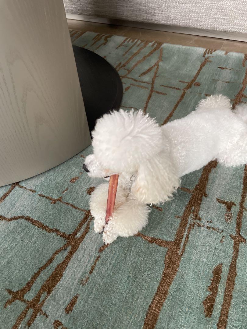 dog boarding supplies