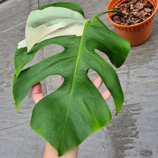 (Category: ) located in . Submitted by skplant (Listing ID 1117310560, Image 1). Description: .