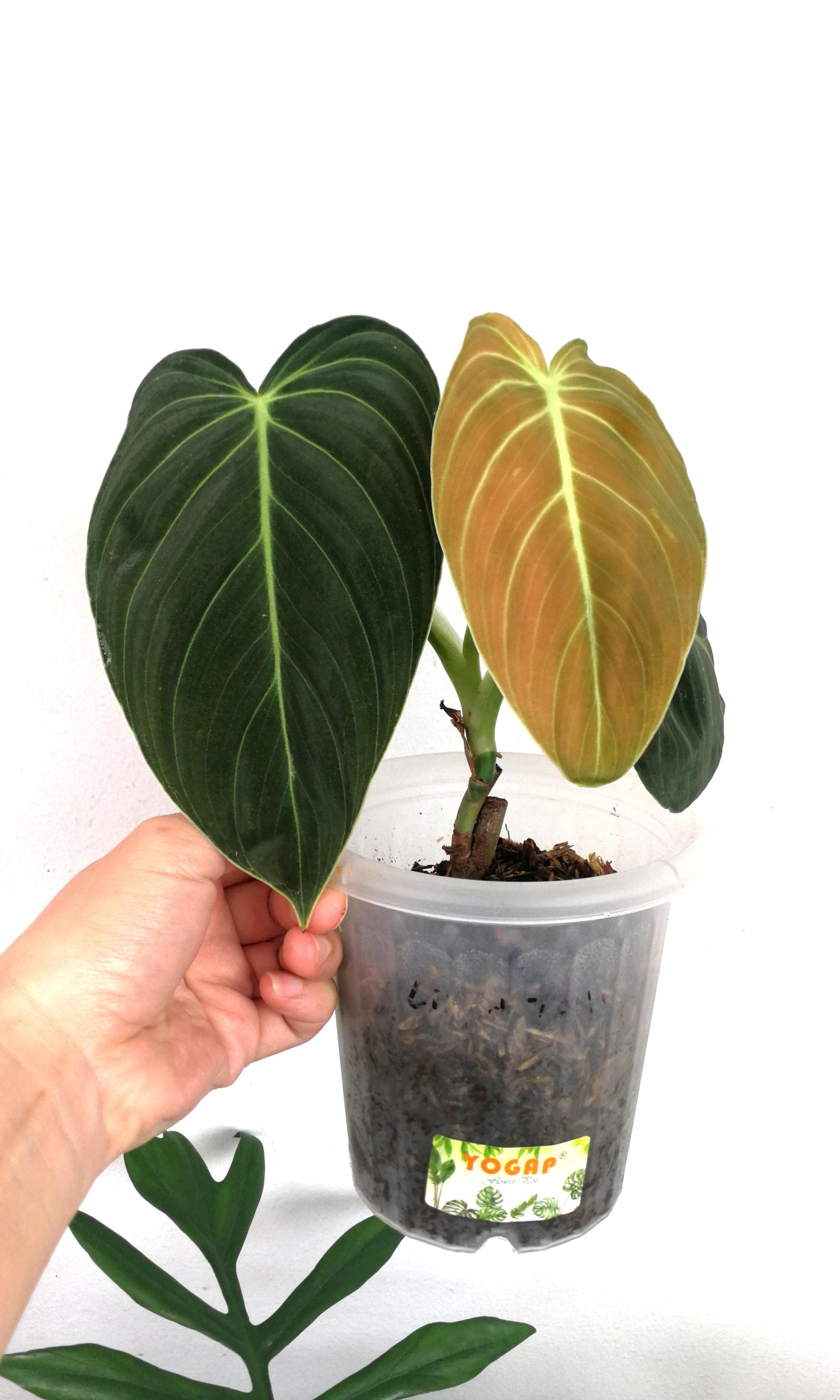Philodendron Melanochrysum Furniture Home Living Gardening Plants Seeds On Carousell