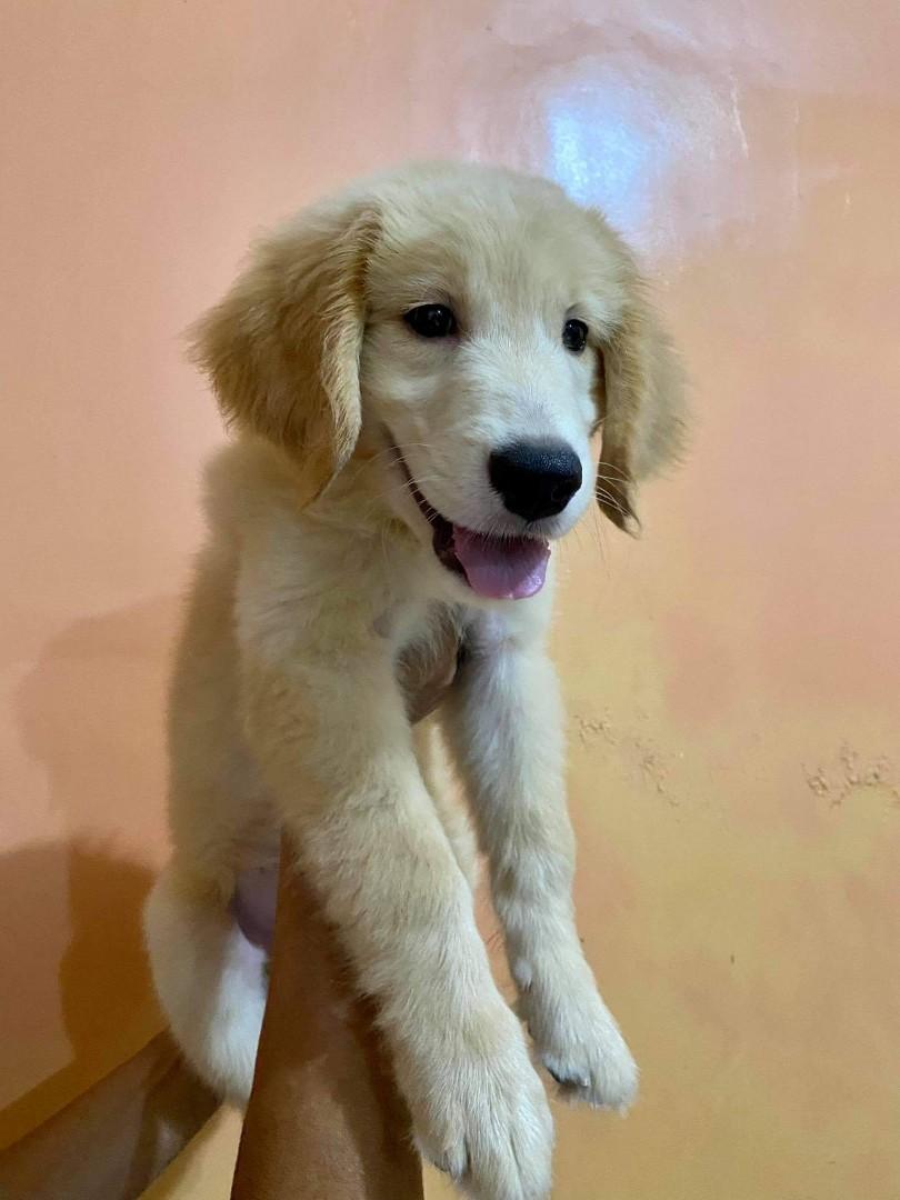 Golden retriever philippine price online