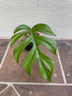 (Category: ) located in . Submitted by plantnappers (Listing ID 1117326959, Image 1). Description: .