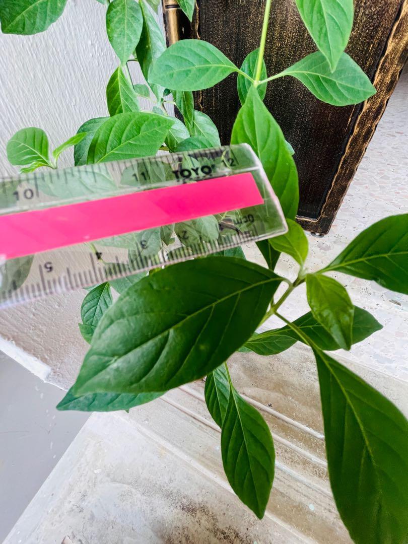 Snake Jasmine Plant (Rhinacanthus Nasutus), Furniture & Home Living