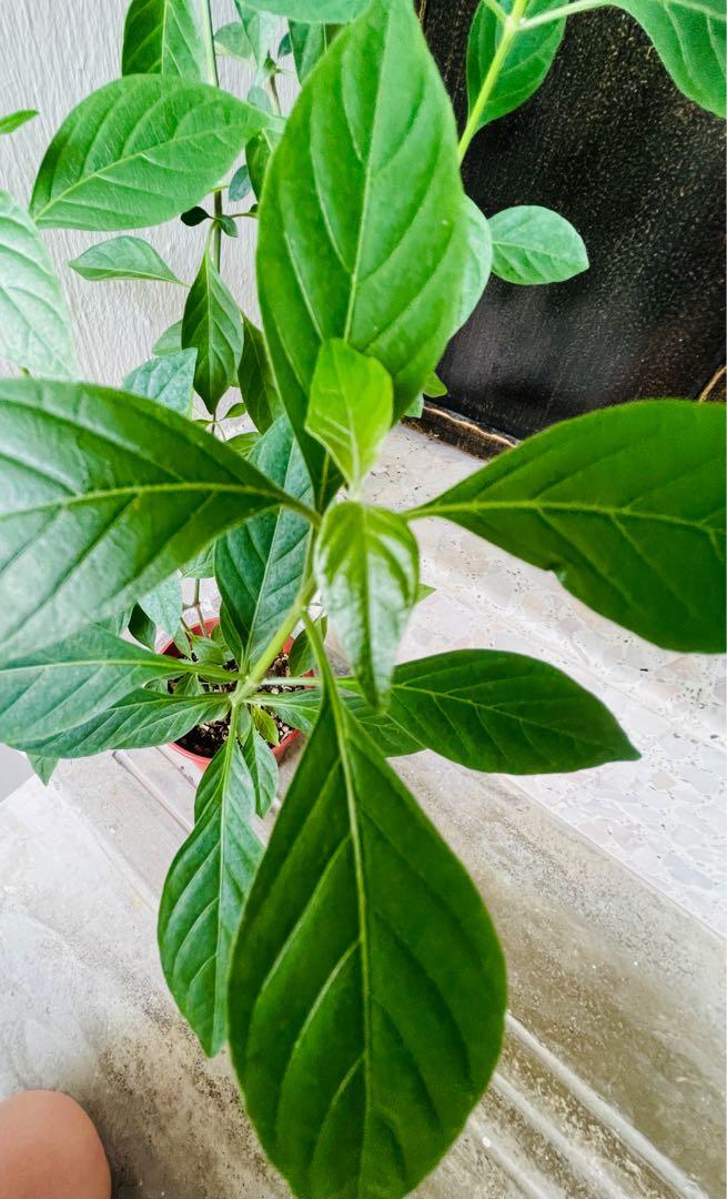 Snake Jasmine Plant (Rhinacanthus Nasutus), Furniture & Home Living