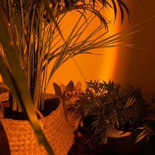 (Category: ) located in . Submitted by mailihh (Listing ID 1117415867, Image 1). Description: .