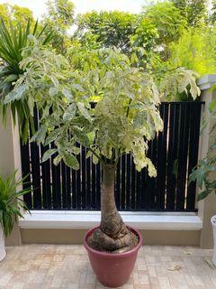 Variegated Money Tree 7ft big trunk bonsai type