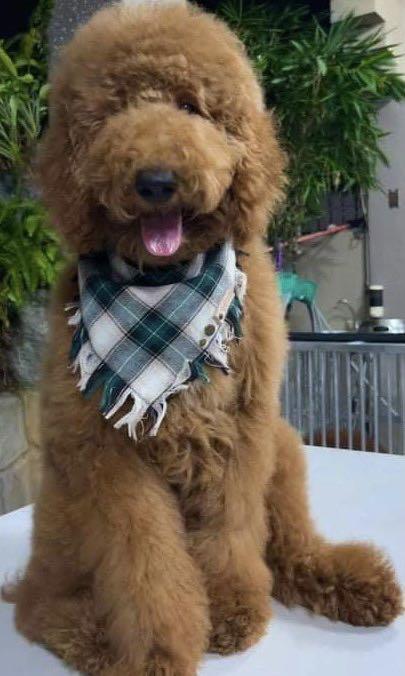 Giant best sale fluffy poodle