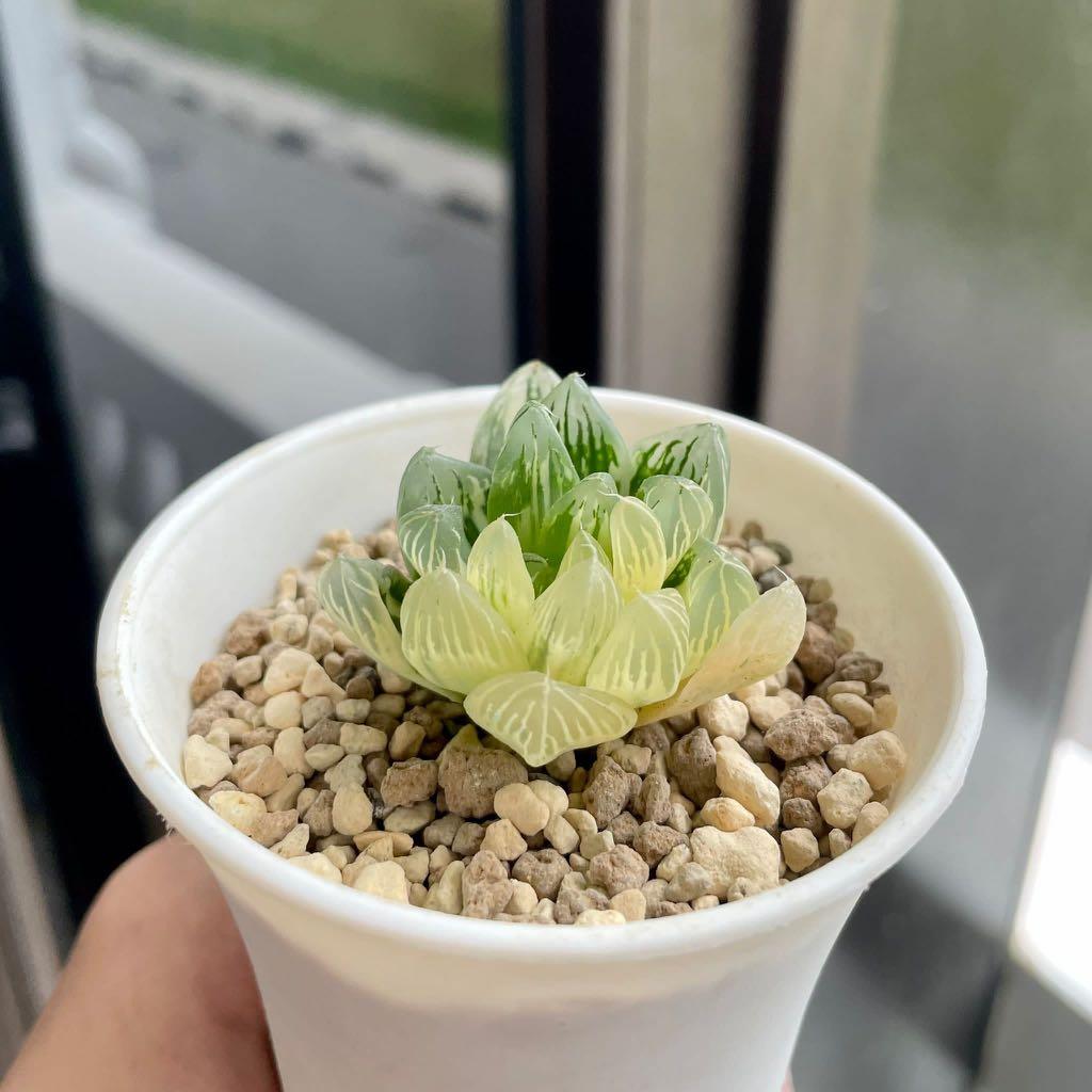 Haworthia Hanabi Fireworks Variegated 花火玉露锦 Succulent Furniture Home Living Gardening Plants Seeds On Carousell