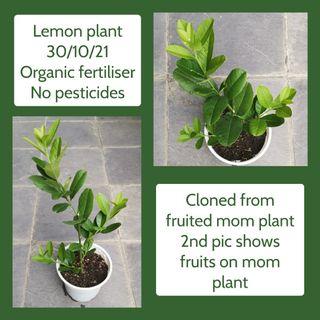 Lemon plant