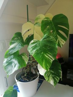 (Category: ) located in . Submitted by marikpo (Listing ID 1122582637, Image 1). Description: .