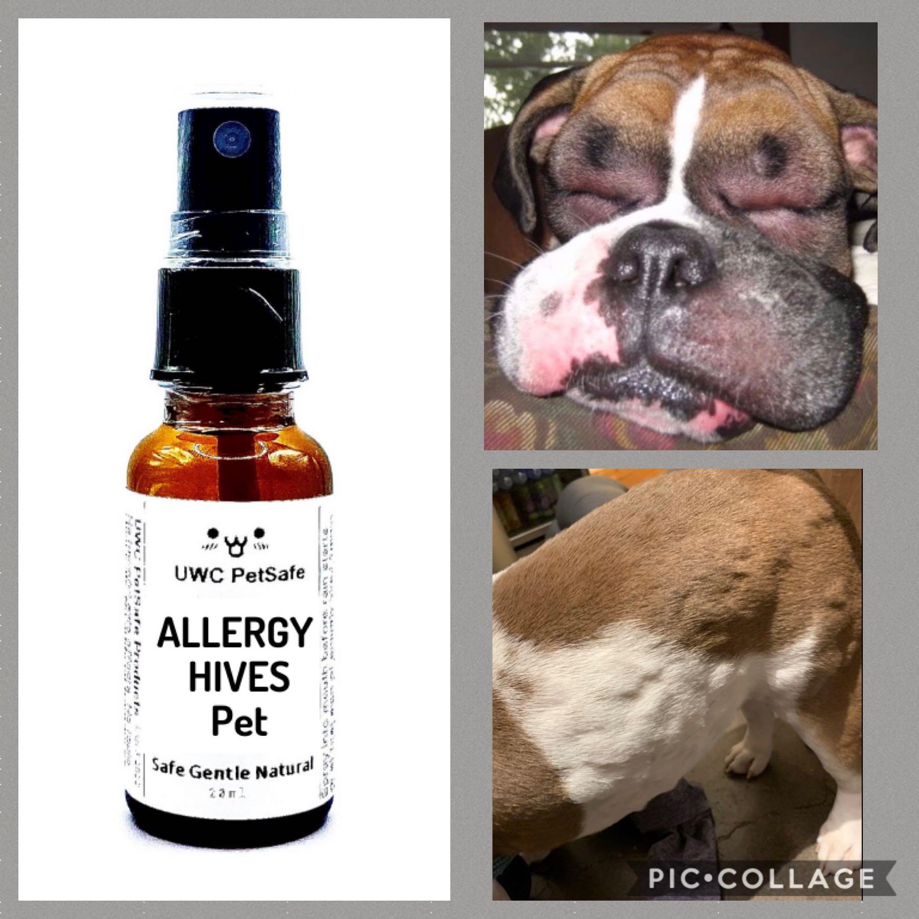 Dog shop hives remedy