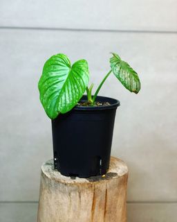 （分類：）位於 。 由 lostinaroid 提交（商品編號 1122570533，圖片 1）。簡介： 。
