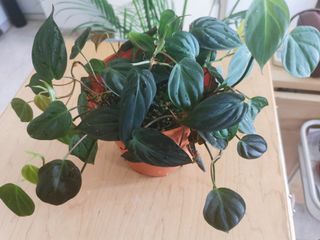 (Category: ) located in . Submitted by nu.shh (Listing ID 1122533639, Image 1). Description: .
