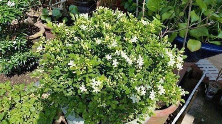 Pokok Bunga Wangi Kemuning Katik Home Furniture Gardening On Carousell