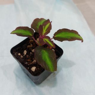 （分類：）位於 。 由 briansmallss 提交（商品編號 1122632864，圖片 1）。簡介： 。