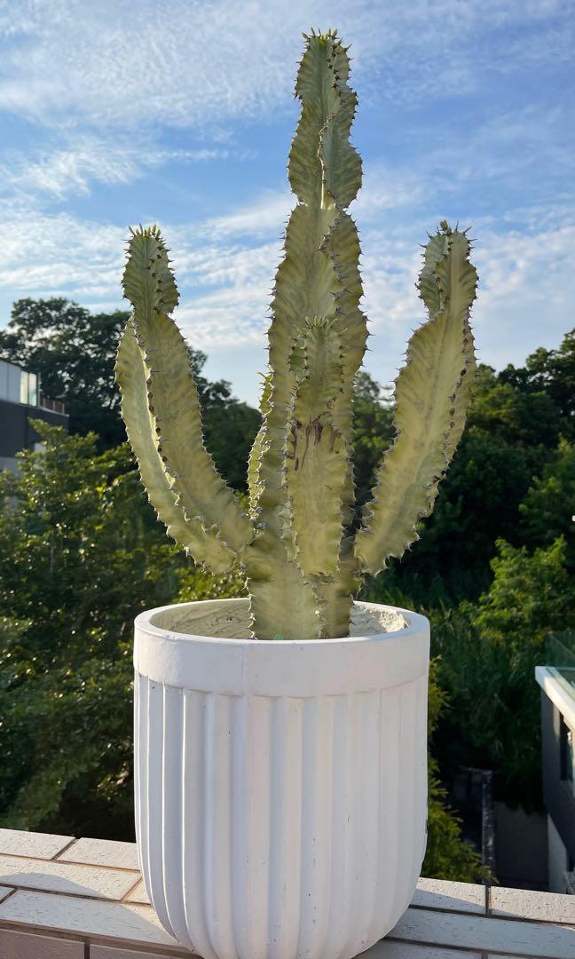 大戟閣錦Euphorbia ammak f.variegata 仙人掌, 傢俬＆家居, 園藝, 植物