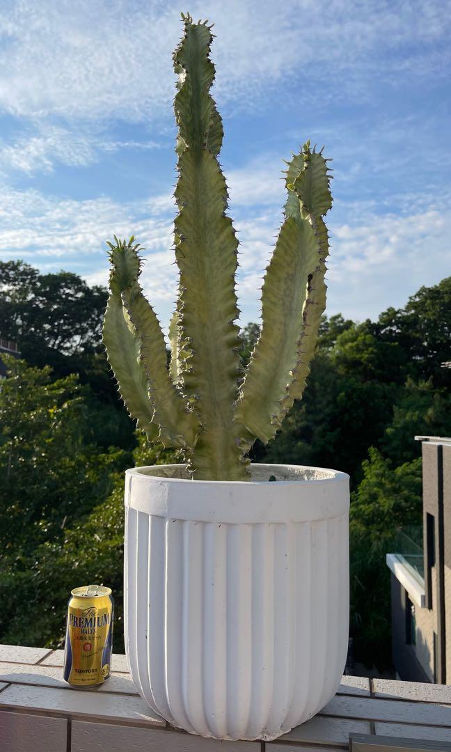 大戟閣錦Euphorbia ammak f.variegata 仙人掌, 傢俬＆家居, 園藝, 植物