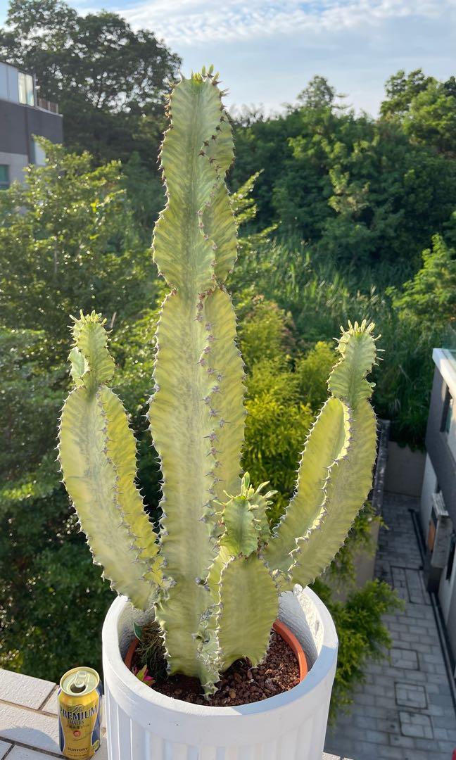 大戟閣錦Euphorbia ammak f.variegata 仙人掌, 傢俬＆家居, 園藝, 植物