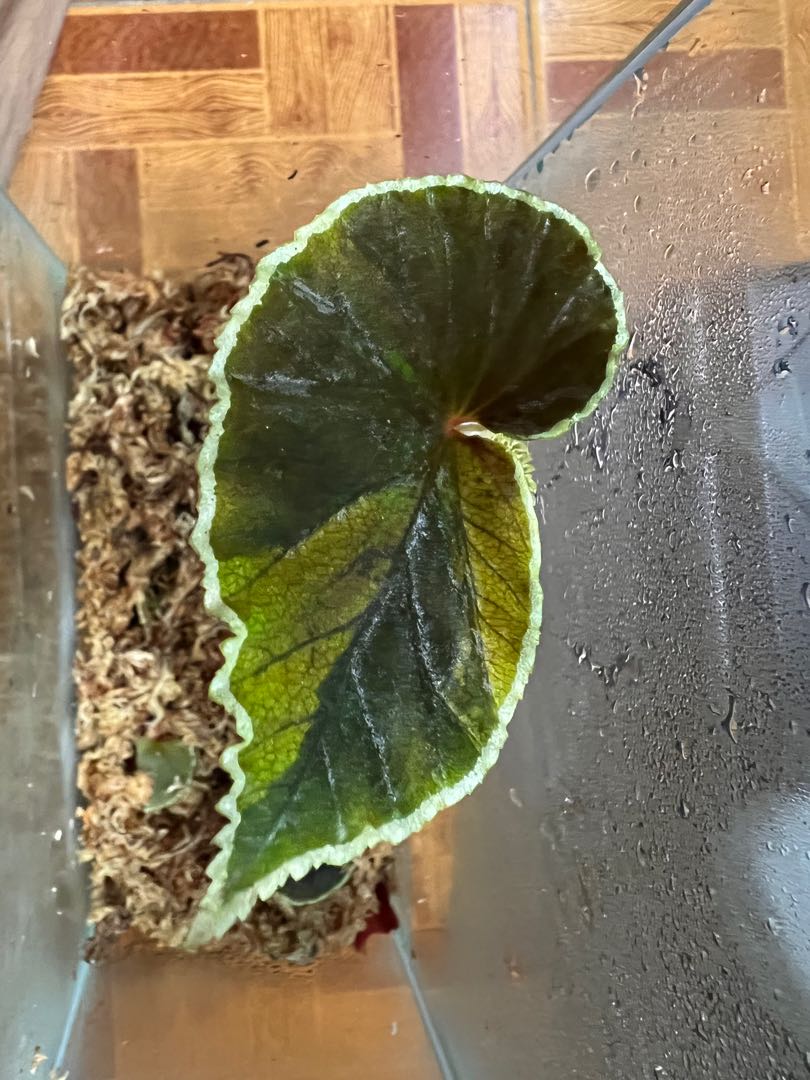 Begonia Darth Vader Varigated Furniture Home Living Gardening Plants Seeds On Carousell