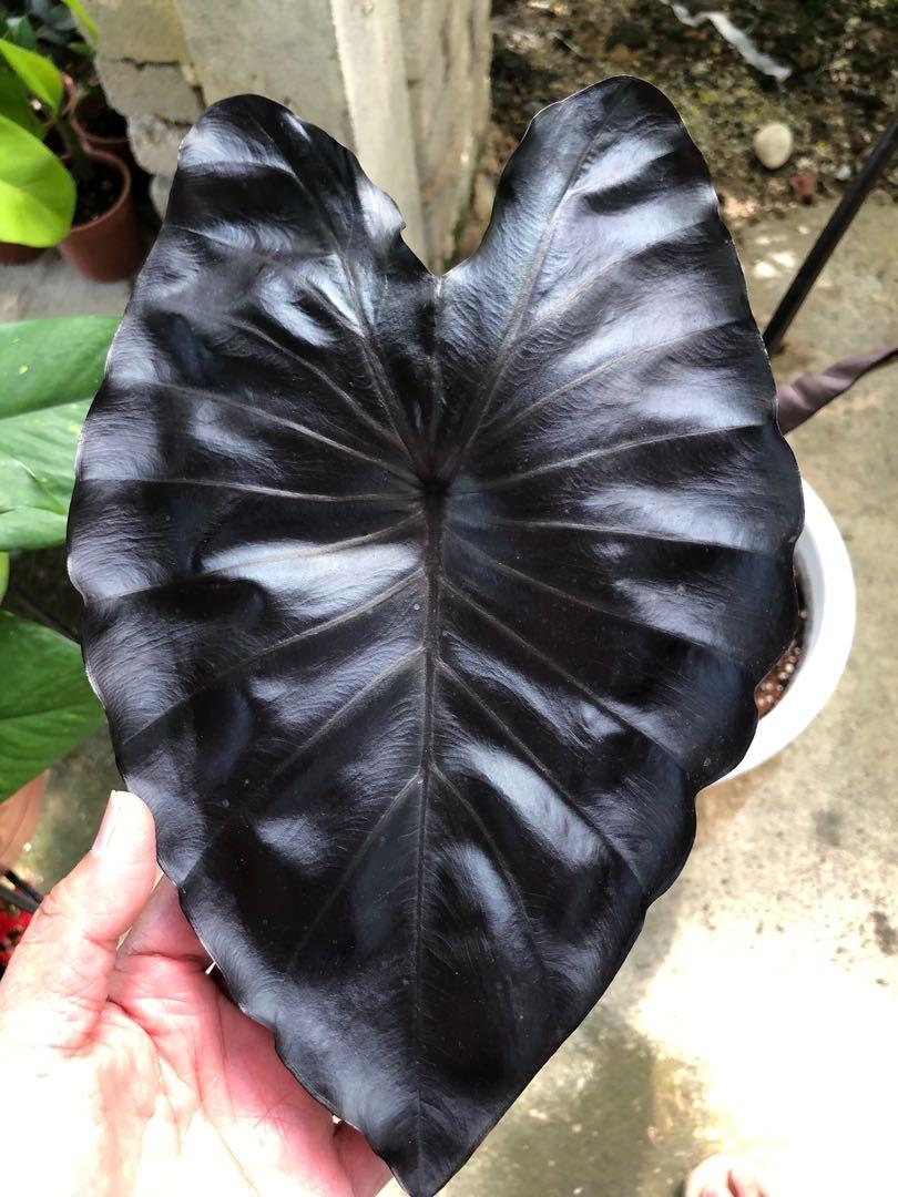 COLOCASIA ELECTRIC BLUE GECKO, Furniture & Home Living, Gardening