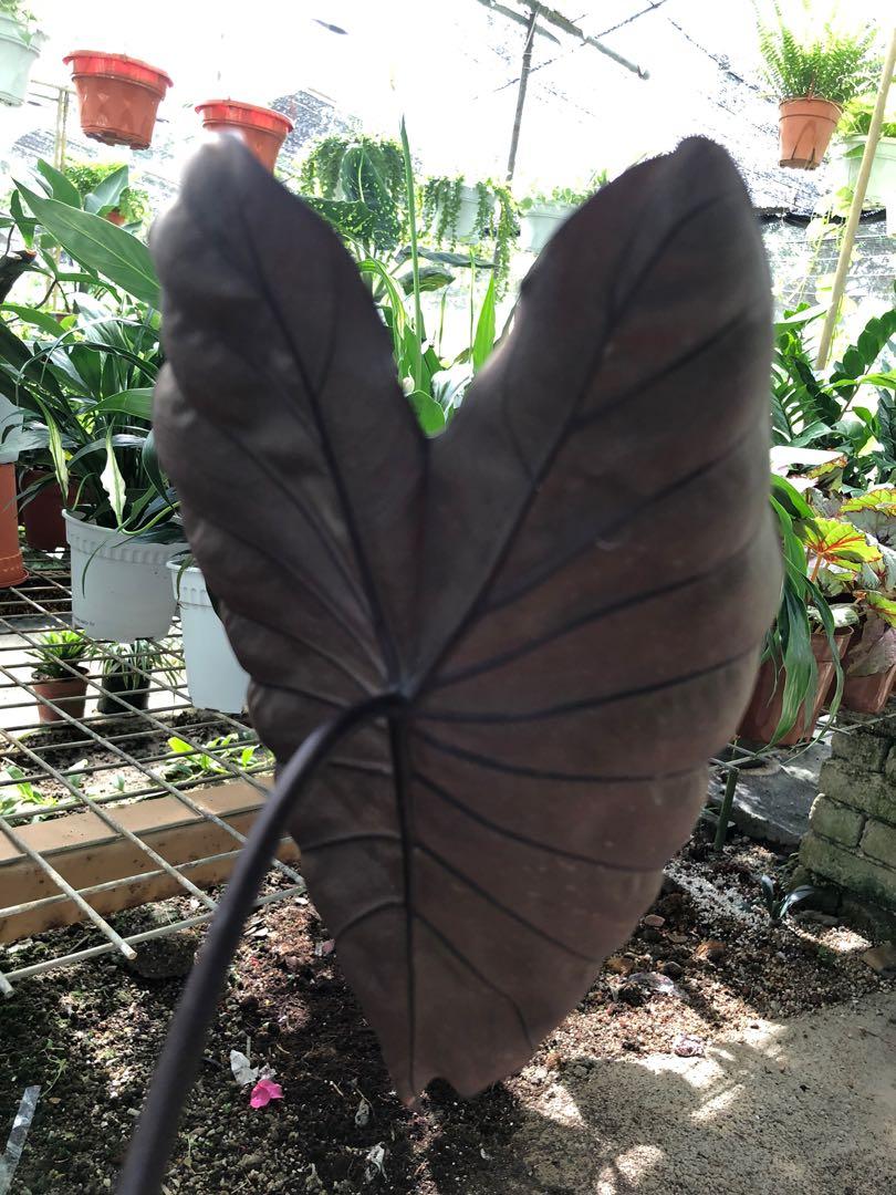 COLOCASIA ELECTRIC BLUE GECKO, Furniture & Home Living, Gardening