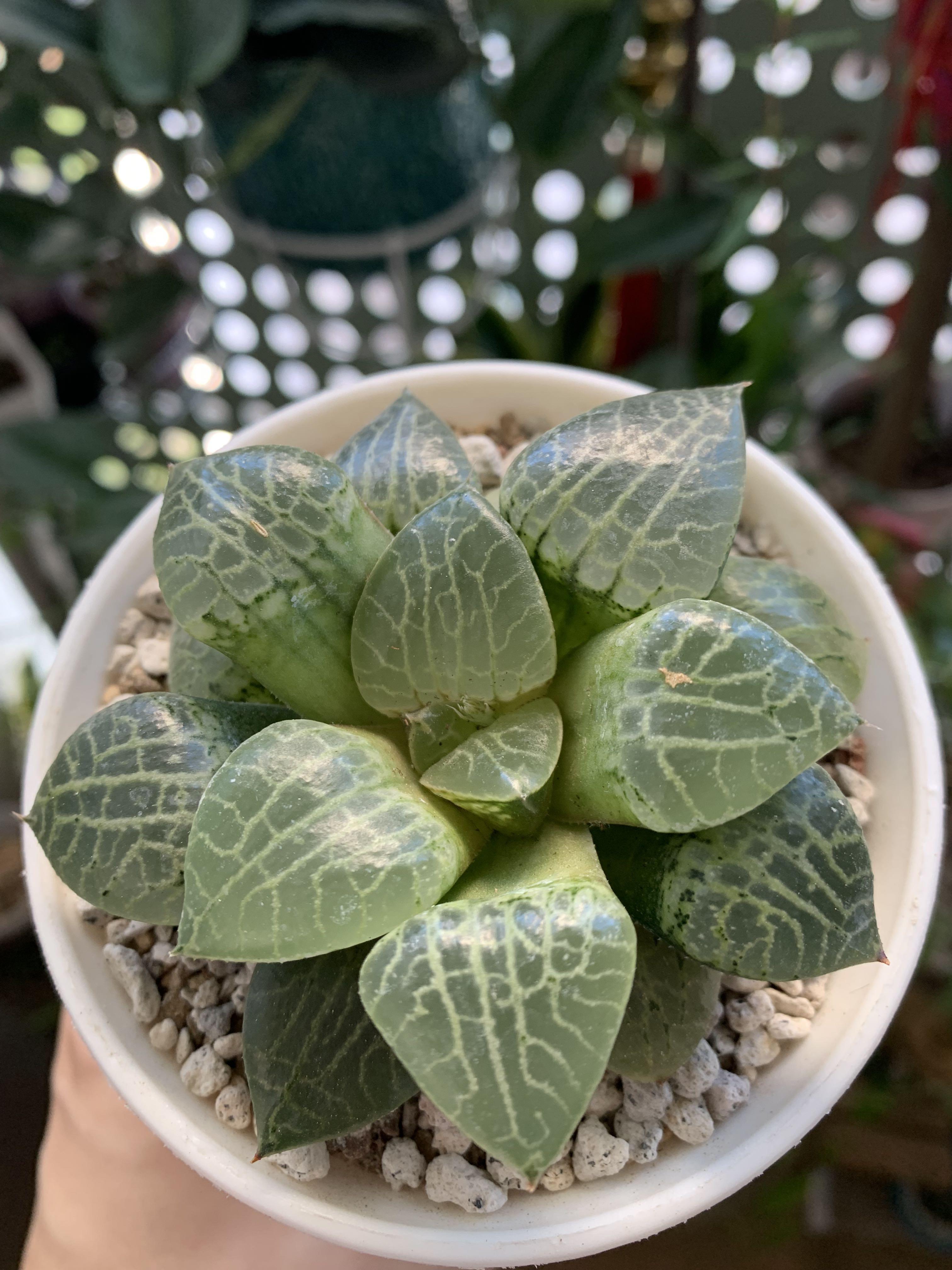 Haworthia Comptoniana crystal, Furniture & Home Living, Gardening