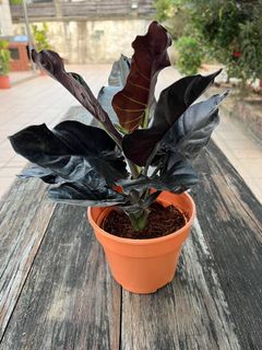 （分類：）位於 。 由 greenplanet2021 提交（商品編號 1122826075，圖片 1）。簡介： 。