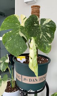 (Category: ) located in . Submitted by pelan.plants (Listing ID 1122838954, Image 1). Description: .