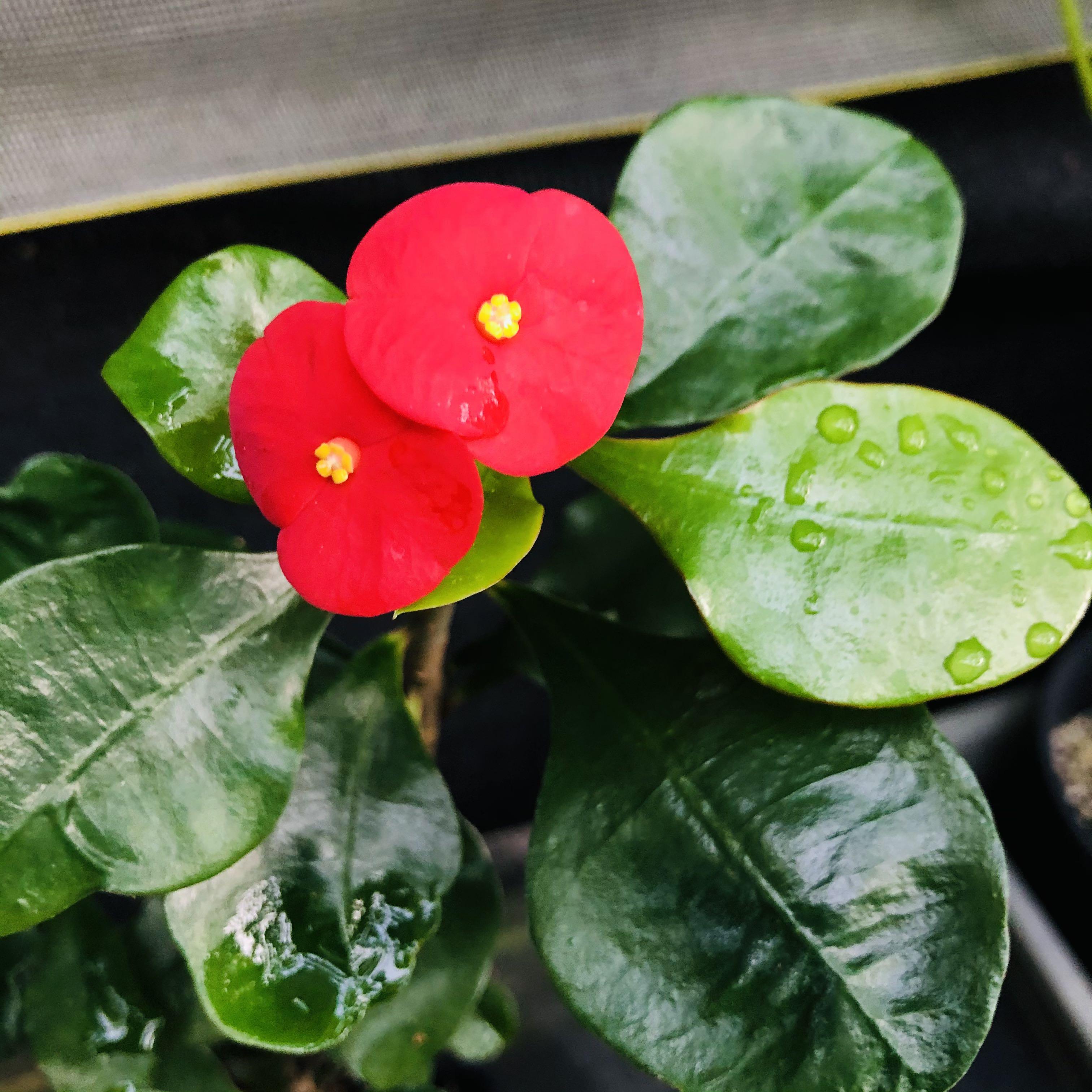 正在開花 大戟科無刺麒麟花 傢俬 家居 園藝 植物及種子on Carousell 正在開花 大戟科無刺麒麟花 傢俬 家居 園藝 植物及種子on Carousell