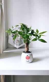 Pachira Aquatica Money Tree Real Plant 美金树 发财树