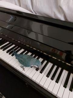 鋼琴Piano