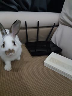 (Category: ) located in . Submitted by gulshat (Listing ID 1117586696, Image 1). Description: .